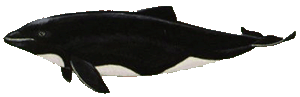 Picture of a black dolphin