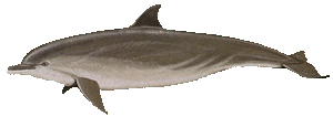 Picture of a bottlenose dolphin