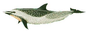 Picture of a pantropical spotted dolphin