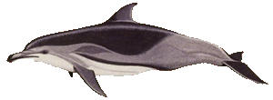 Picture of a Clymene dolphin
