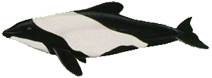 Commerson's dolphin