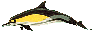 Picture of a common dolphin
