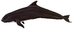 Picture of a false killer whale
