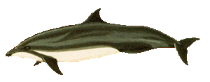 Picture of a fraser's dolphin