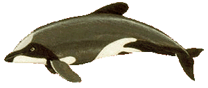 Picture of a hector's dolphin