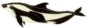 Picture of a hourglass dolphin
