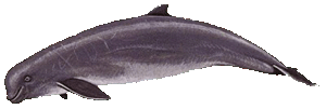 Picture of an irrawaddy dolphin