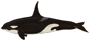 Picture of a Killer Whale