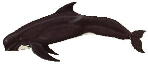 Long-finned pilot whale