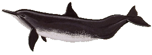 Picture of a spinner dolphin