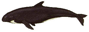 Melon-headed whale