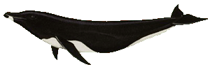 Northern right-whale dolphin