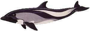 Picture of a peale's dolphin