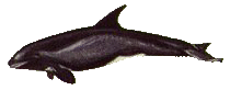 Pigmy killer whale