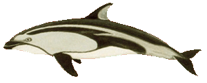 Picture of a pacific white-sided dolphin