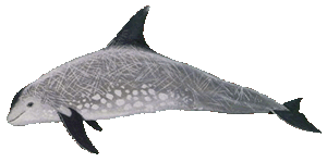 Picture of a risso's dolphin