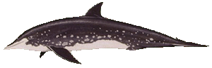 Picture of a rough-toothed dolphin