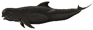 Short finned pilot whale