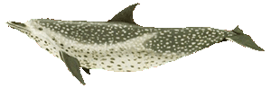 Picture of a spotted dolphin
