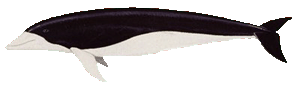 Southern right-whale dolphin