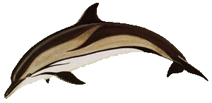 Picture of a striped dolphin