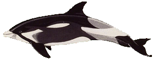 White-beaked dolphin