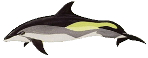 Atlantic white sided dolphin
